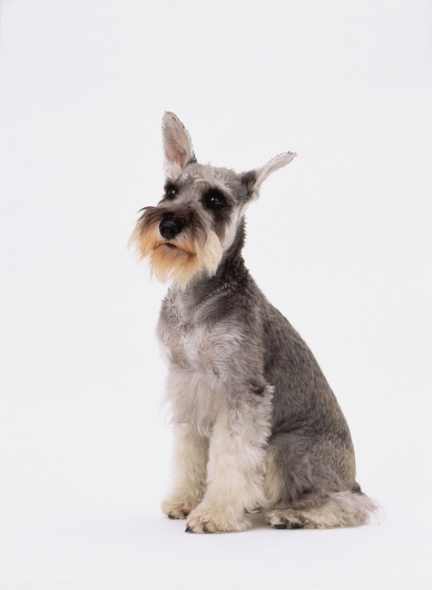 Miniature Schnauzer
