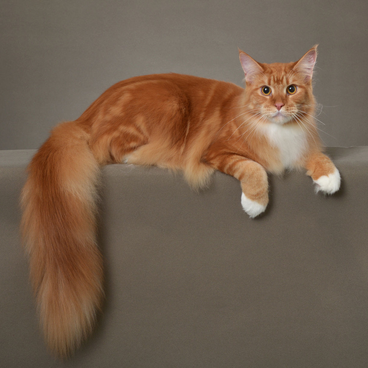 Maine Coon